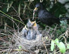 Amsel-5-Tag-4.jpg